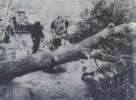 Beseitigen eines Baumes nach einem Sturm